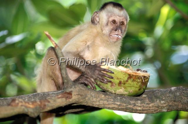 bresil maranhao 15.JPG - Cercopithèque mangeant une noix de cocoVassourasNordesteMaranhaoBrésil